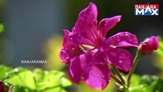 BANJARA SONG OTHA BATO MARO GORA BHEIYA JHURMATRAE | SINGER : SONU BAI | BanjaraMax