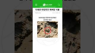 한국에서 발견된 미스테리한 씨앗..