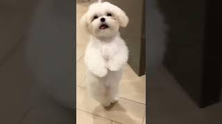 cute puppy dance