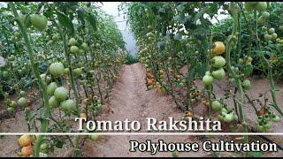 Tomato Rakshita - Polyhouse Cultivation in Hills, Kumaun Champawat