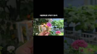 봄맞이 식물철제선반 5차공구~ #shorts #식물철제선반