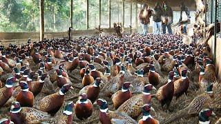 How to Pheasant Farm Produces Million Birds For Game ️- Modern Pheasant Hatchery Technology