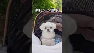 강아지가 마음을 주는 유일한 사람 #강아지행동학 #반려견 #강아지심리 #강아지 #애견영상 #말티즈 #cute #pets #감동 | The Only Person to A Dog