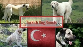 Turkish Dog Breeds