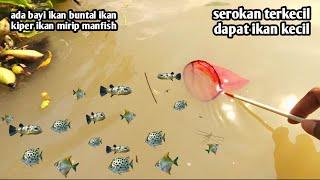 Musim hujan bayi ikan hias berkumpul di pinggir sungai