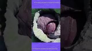 Cabbage history DO YOU KNOW Vegetables History