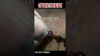 상처엔 군대개미 (개미가 많이 나오니 시청에 주의바랍니다)