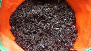 Composting Flowers | How we use them in our balcony garden