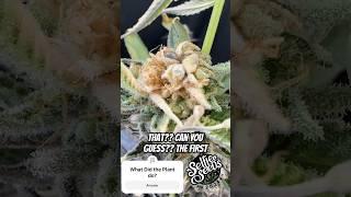 What Happened to This Plant? Test your Knowledge and Win!