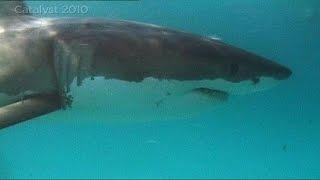 Great White Shark behavior