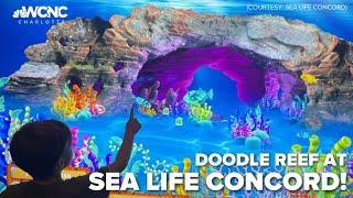 Doodle Reef opens for the year at Sea Life Charlotte-Concord