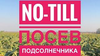 Посев подсолнечника по технологии No-Till.