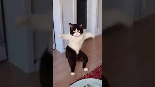 Tom and Jerry | Cat Dance | رقص القطط | القط المضحك | قطة كيوت