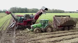 2020 Grinding - Cutting Sugarcane in Muddy Conditions 4K