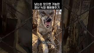 "내가 댕댕이로 보여?.." 화난 늑대에게 부채질을 해버린 남성