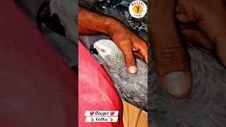 "MASANI FARMS" new pet bird entry VEDHA The African gray parrot   #exoticbirdsfarm  #grayparrot