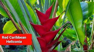 Red Caribbean Heliconia / Heliconia no. 1