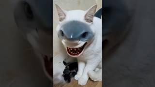 이런 ai 뭐냐고 #ai #고양이 #상어