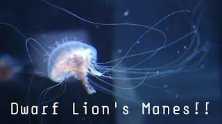 New DWARF LION"S MANE JELLYFISH for the Omni 9 from the Jellyfish Warehouse!