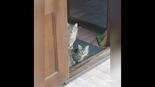дачники-удачники