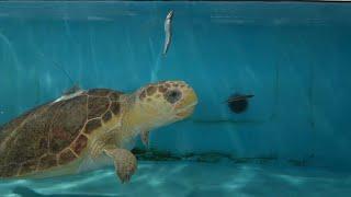 Kalan the Loggerhead Sea Turtle Released Back Into The Ocean