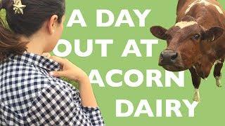 Visiting the Organic Acorn Dairy Farm - How to Make Butter - Riverford Boxes