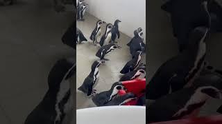 Суеты навести охота  #пингвины #пингвин #penguin #penguins #животные #птицы