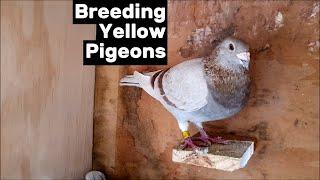 Yellow Racing Pigeon Breeding