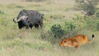 Survival Instincts! Lion Ambush Attack and Buffalo's Brave Defense