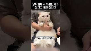 냥이한테도 무릎반사가 있다고 들었습니다