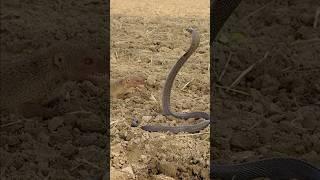 King cobra  with mongoose #shortsfeed