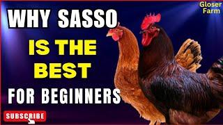 Why SASSO Chickens Are Perfect for Beginner Farmers.