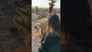 Sunrise at Cholla Cactus Garden Joshua Tree // ️ #joshuatree
