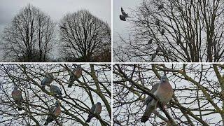 Wood Pigeon Calls and a Winter Roost - Pigeon Sounds