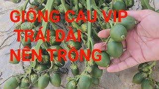 Giống Cau trái dài siêu vip cho thu nhập cao