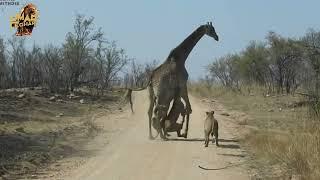 Lions Attack! Giraffe Taken Down in Dramatic Road Chase!