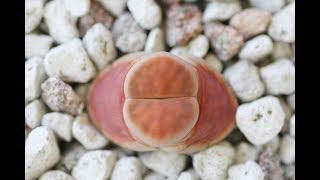 Lithops 101 - What you need to know to keep them alive w/ Sucs for You!