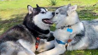 Huskies are the Queens of All Drama!   Funny Dogs Video 2024