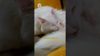 3 step cat fur care routine! #catvideos #catlick #catcare #catbath #skincareroutine #cutecats #cats