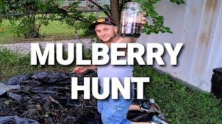 How To Harvest Mulberries The Easy Way!