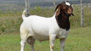 Qualities Of a Good Male Goat For Your Farm