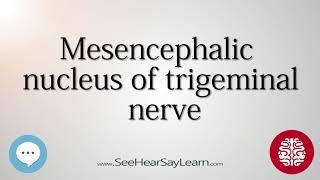 Mesencephalic nucleus of trigeminal nerve   Anatomy of the Brain   SeeHearSayLearn 