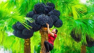 Woman Harvesting Black Forest Areca Go to Market Sell | Women's Superpowers | An Phú Daily Life