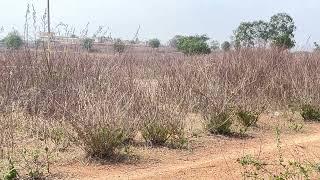 6laks plots for sale in SHADNAGR/ Cheap and best investment plots in SHADNAGR /7799589453