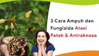 3 Cara Ampuh dan Rekomendasi Fungisida Atasi Patek atau Antraknosa