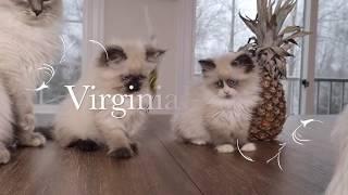 Siberian kittens, Dark seal and bicolor seal point!!