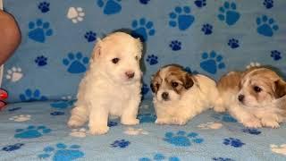 Coton de Tulear Puppies For Sale - Sandy 8/2/24