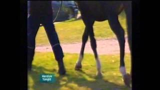 Thoroughbred  Genetics  Speed Gene ITV TELEVISION