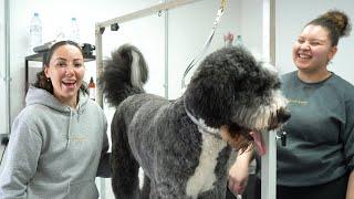 Dog Grooming: 10 Beginner MISTAKES to Avoid!