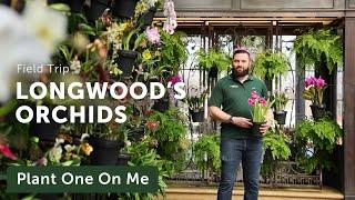 Longwood Garden's ORCHID CONSERVATORY Tour — Ep. 309